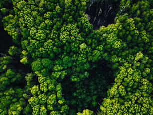 Beyond the Orangutan Sanctuaries: 4 Ethical Wildlife Encounters Deep Inside Borneo’s Untamed Rainforest Canopies