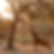Elephant reaching for tree branches in Zimbabwe