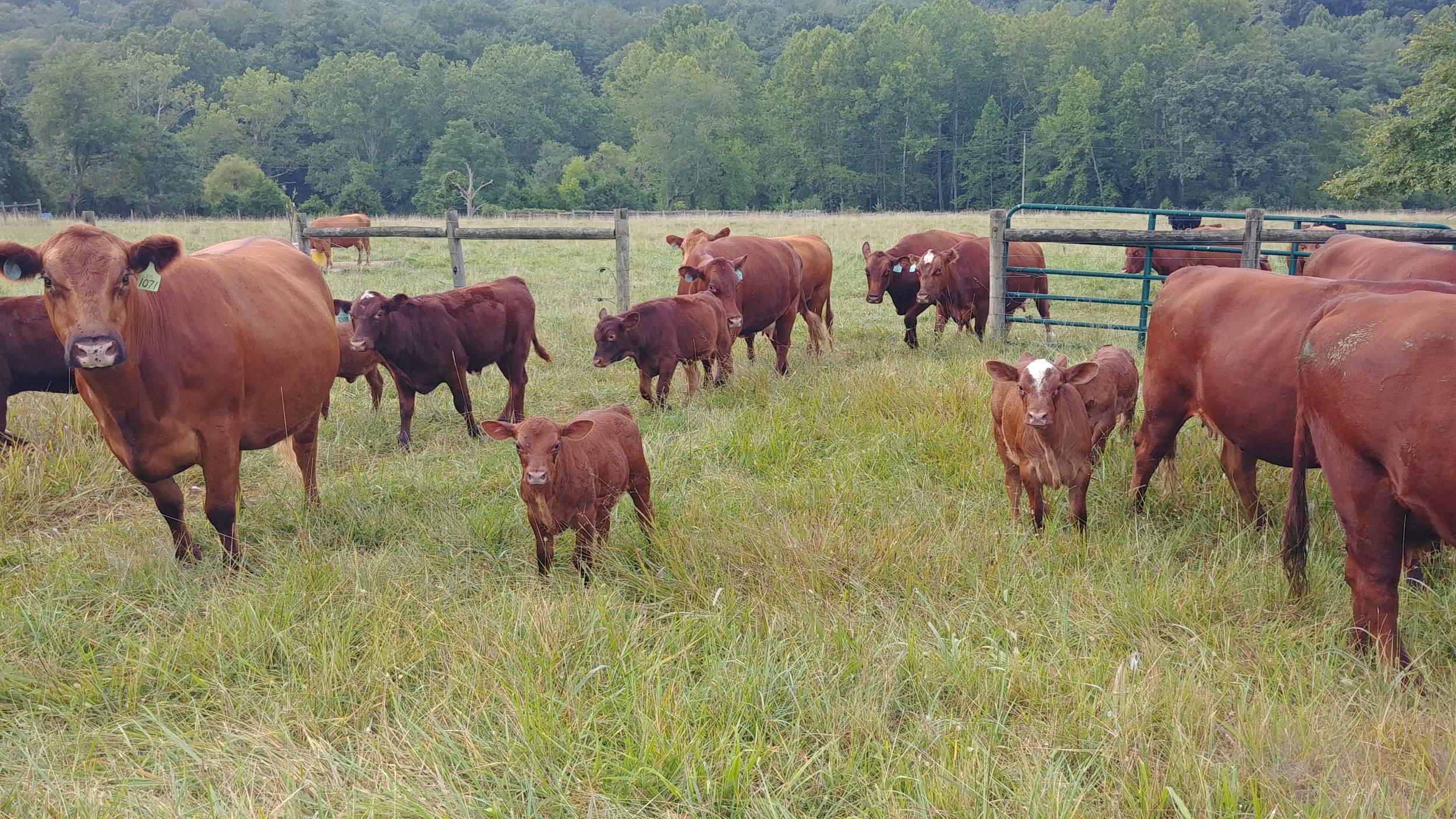EVBC Grassfed Beef Cattle for Sale