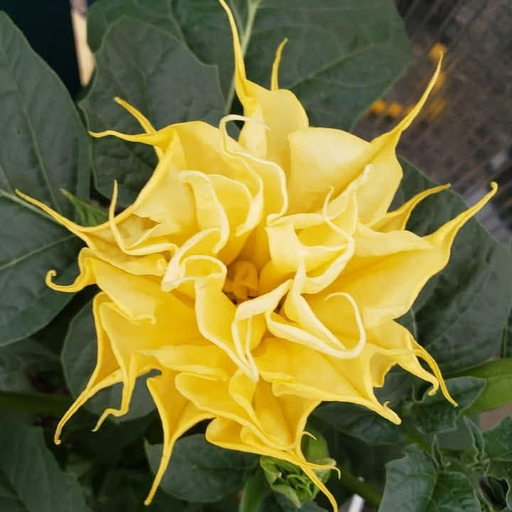 Datura Metel Chlorantha - Double Yellow seeds