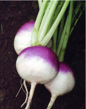 Turnip - Milan Purple Top seeds