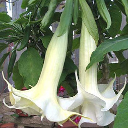 gallery_22_192_10827.jpg