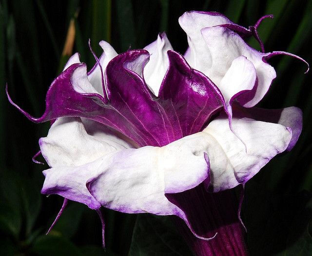 Thumbnail: Datura Metel Fastuosa Double Purple seeds
