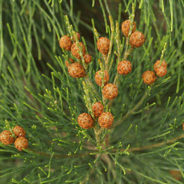 Tree / Shrub Seeds
