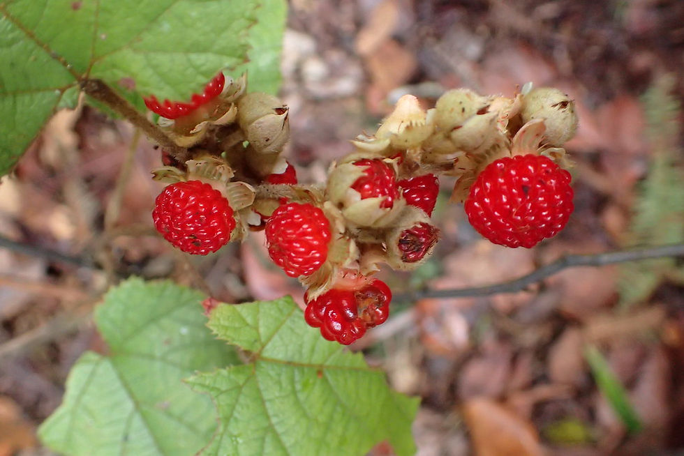 Thumbnail: Native Raspberry