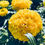 Thumbnail: Marigold, African - Dwarf Yellow seeds