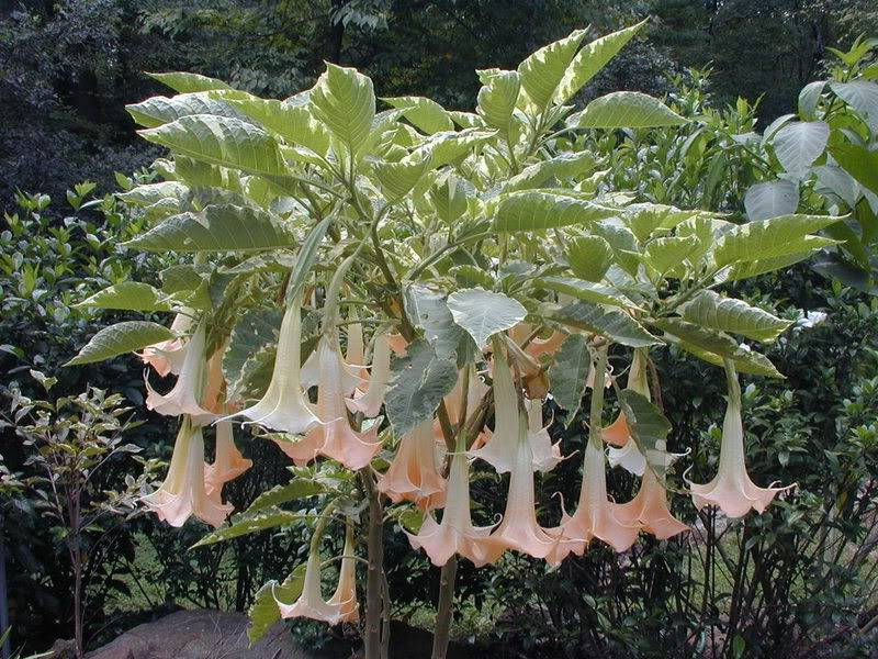Thumbnail: Brugmansia Maya