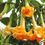 Thumbnail: Brugmansia Winter Flame