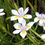 Thumbnail: African Iris