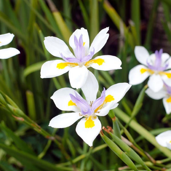Thumbnail: African Iris