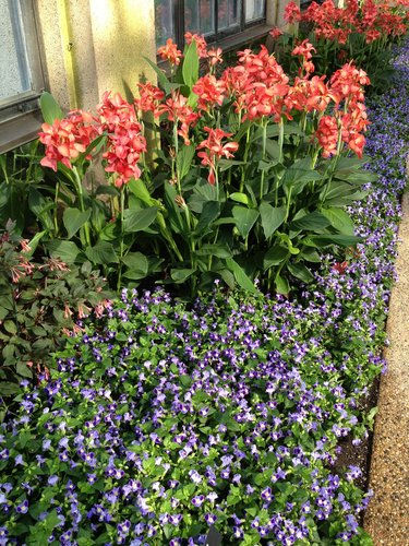 Thumbnail: Canna Tropical Salmon seeds