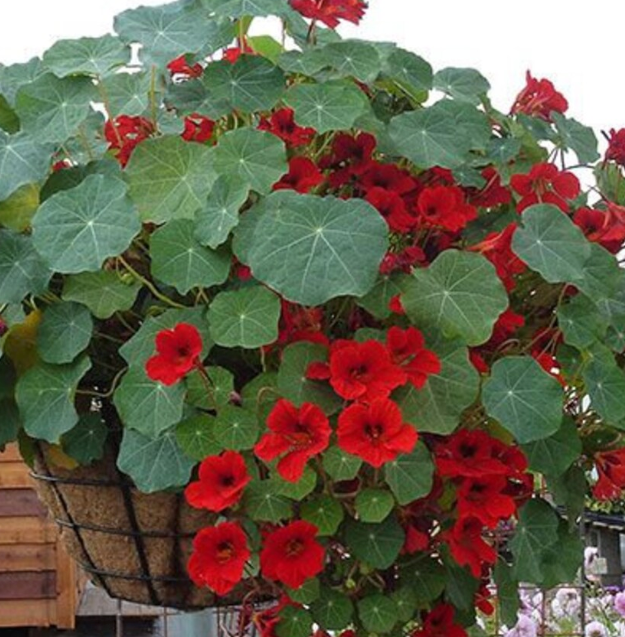 Thumbnail: Nasturtium - Empress Of India