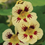 Thumbnail: Nasturtium - Orchid Cream