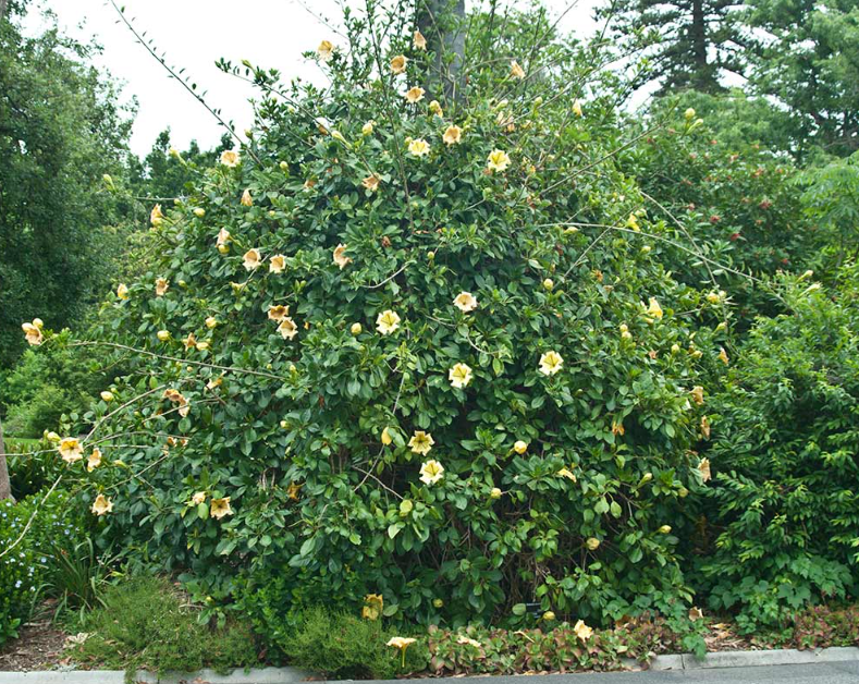 Thumbnail: Cup of Gold Vine