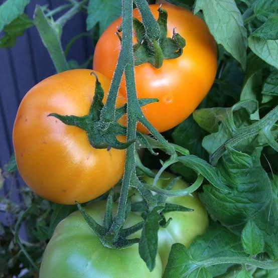 Tomato - Moonglow (Organic) seeds