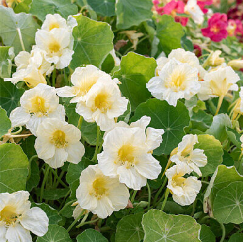 Thumbnail: Nasturtium - Milkmaid
