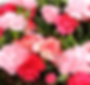 Carnation - Enfante De Nice Mix seeds