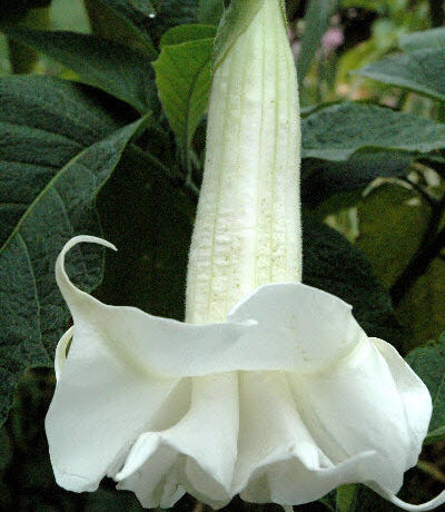 Established Potted Brugmansia