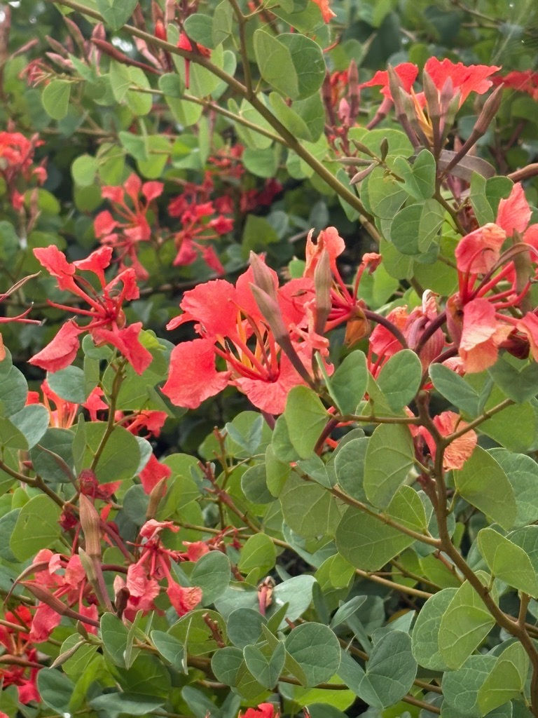 Bauhinia - Red Orchid Bush seeds