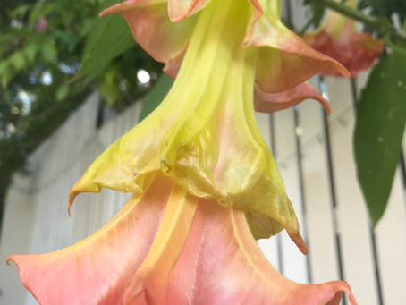 Brugmansia The Dancer