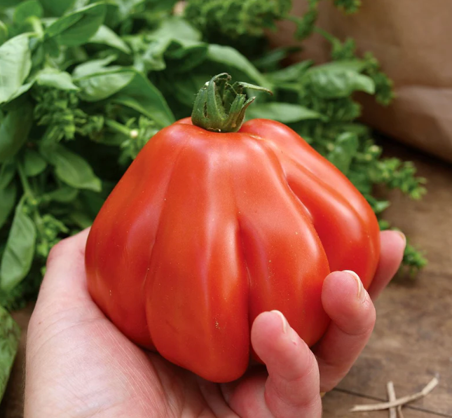 Thumbnail: Tomato - Granny's Throwing