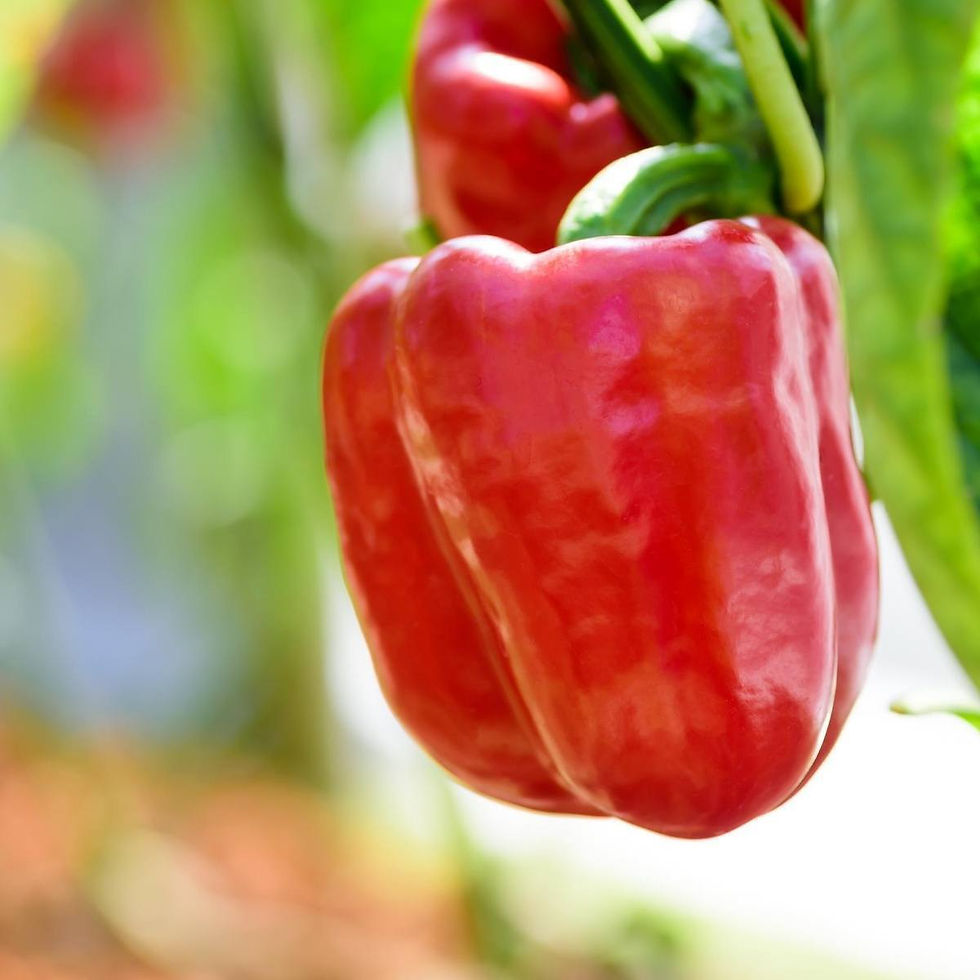 Thumbnail: Capsicum - Big Red