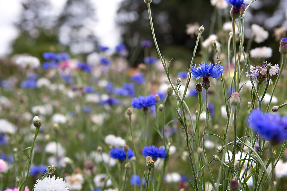 Cornflower Blue Boy