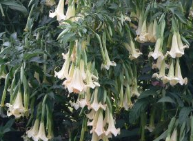 Thumbnail: Brugmansia Alphonse Mucha
