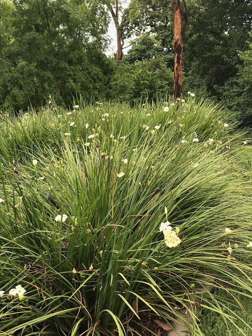 Thumbnail: Peacock Flower