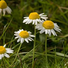 Thumbnail: Chamomile seeds