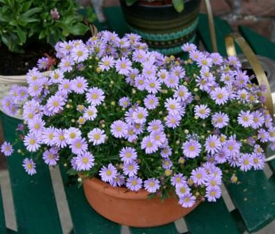 Thumbnail: Swan River Daisy - Mixed