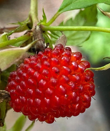 Atherton Raspberry seeds | Brisbane Brugmansia Angel's Trumpets