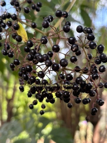 Thumbnail: Elderberry - Black (Organic) seeds