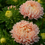 Thumbnail: Aster Classic Salmon Rose seeds