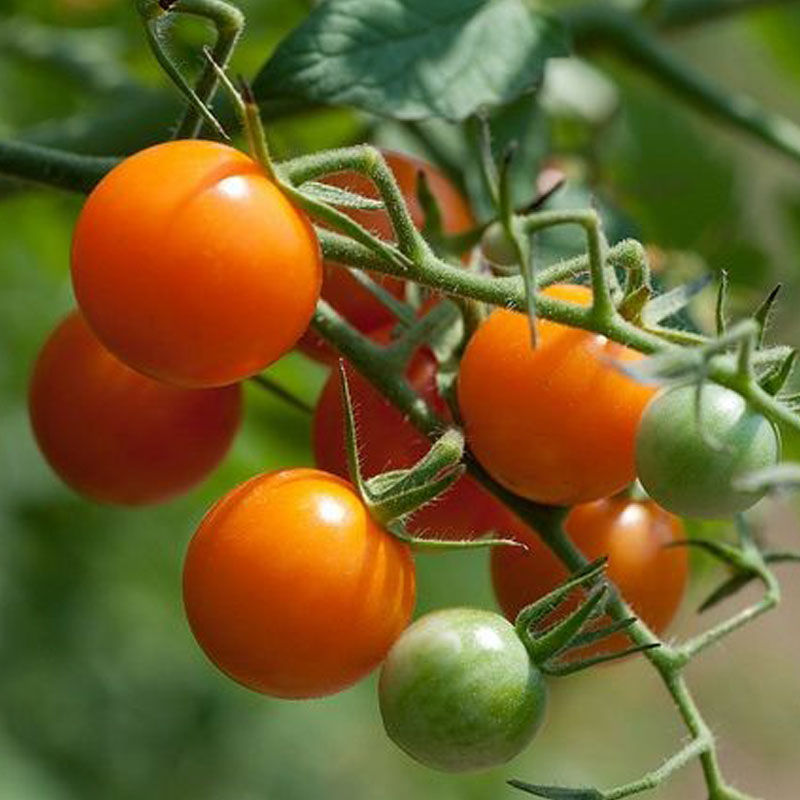 Thumbnail: Tomato - Juane Flamme