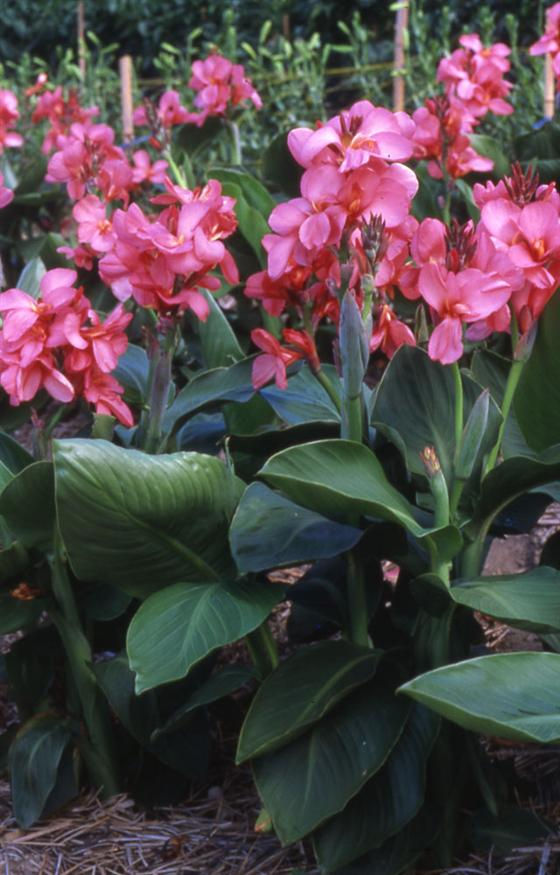 Thumbnail: Canna Tropical Rose seeds