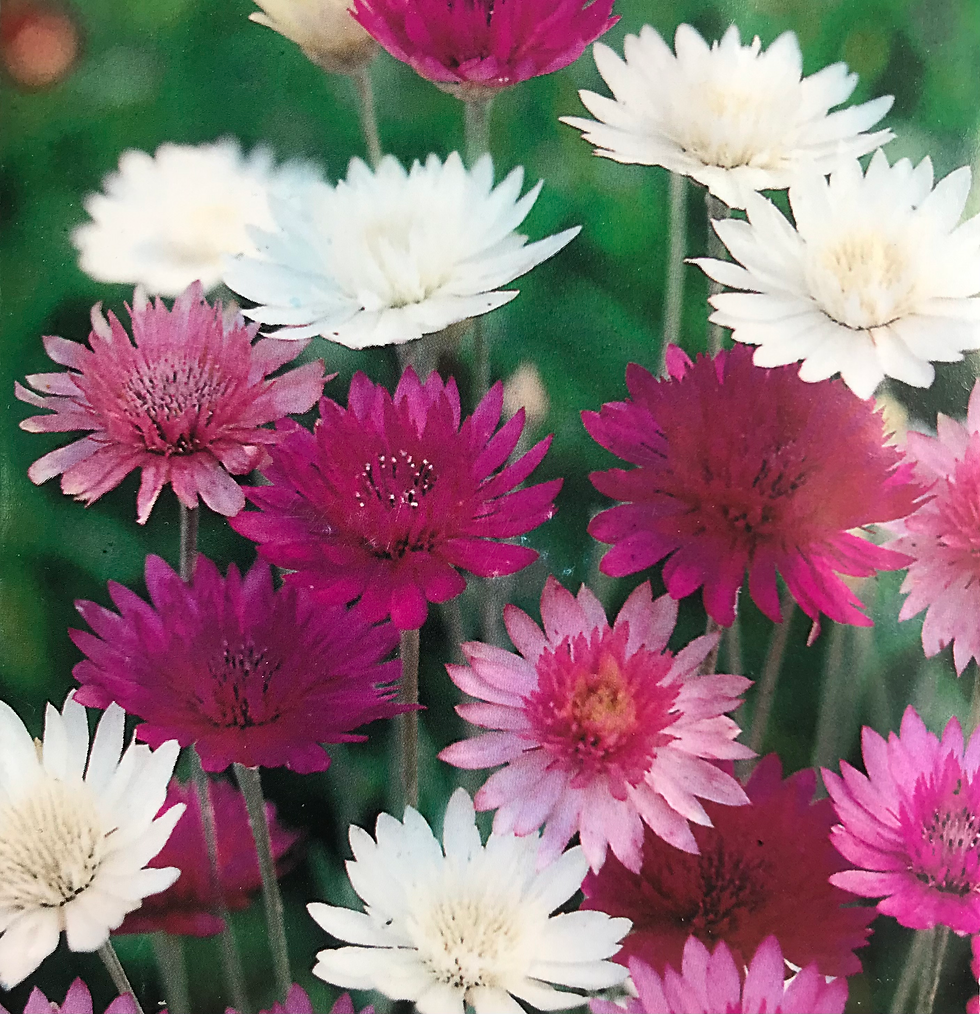 Paper Daisy Mixed seeds