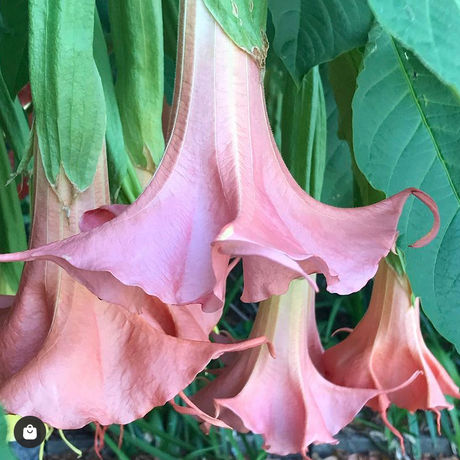 Single Brugmansias