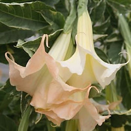 Brugmansia Maya