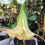 Thumbnail: Brugmansia Dwarf PinknGreen