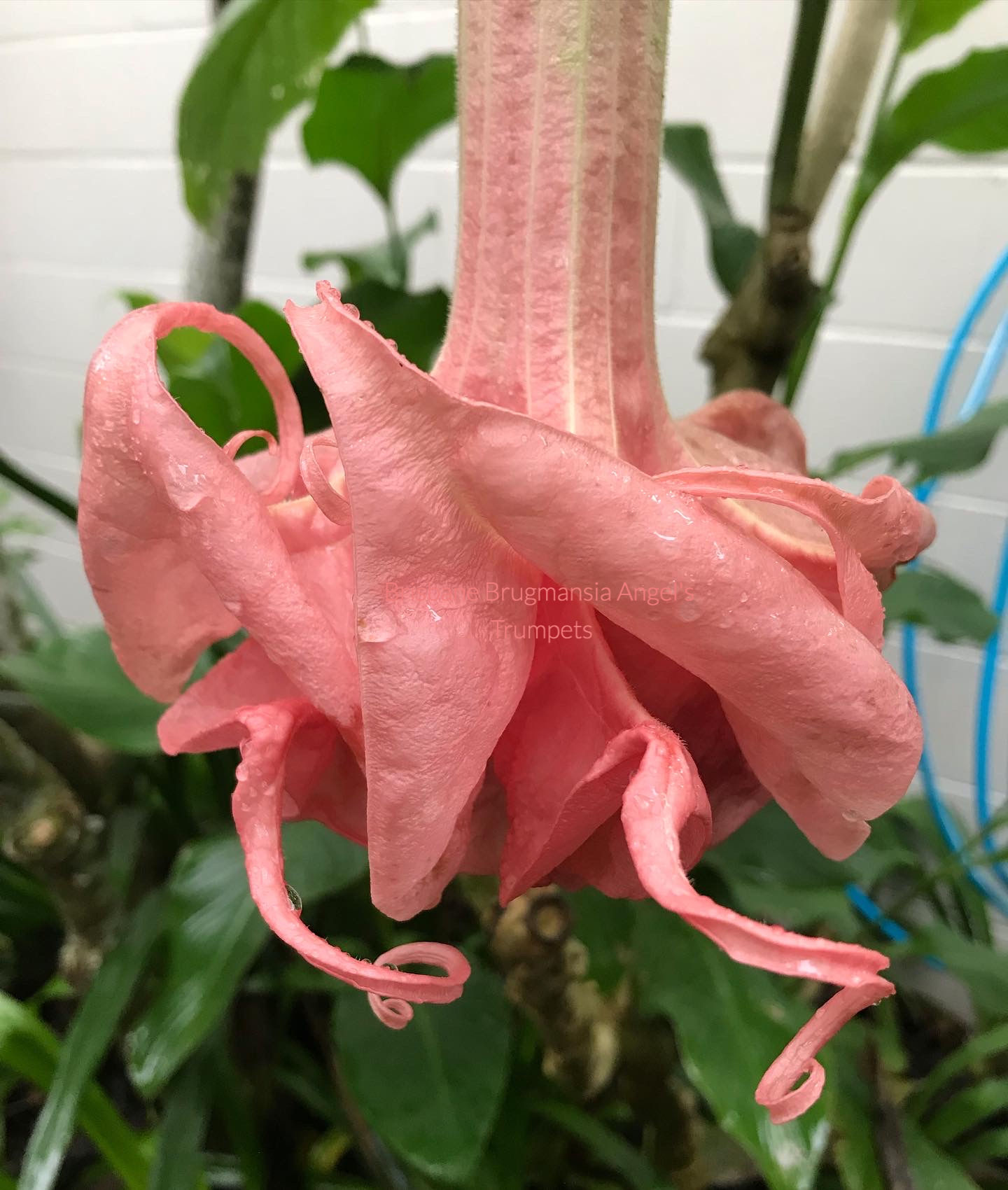 Brugmansia Senorita Rosada