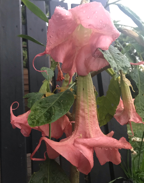 Thumbnail: Brugmansia Sugartime
