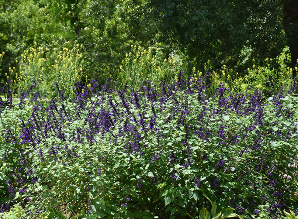 Salvia Purple Majesty seeds