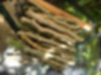 ree