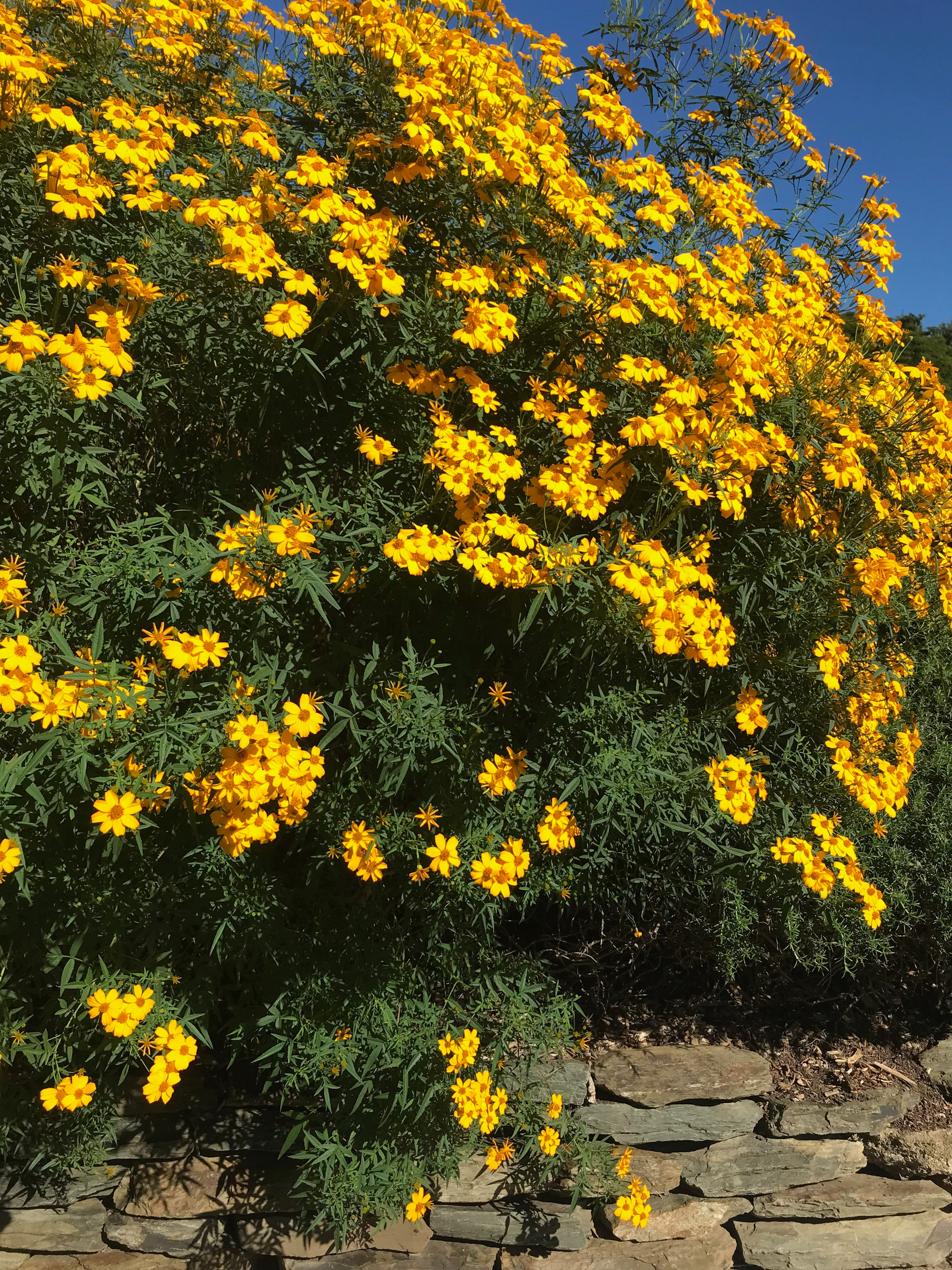 Marigold - Sweet-Scented
