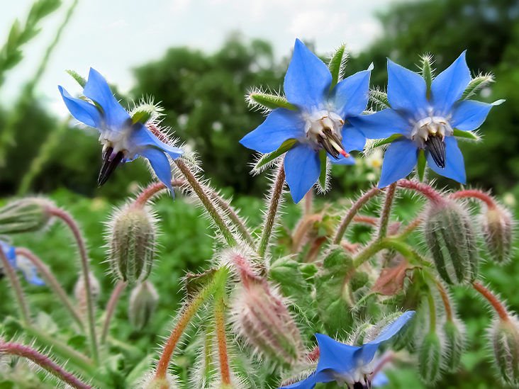 Borage - Blue seeds
