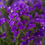Thumbnail: Statice - Purple Attraction seeds