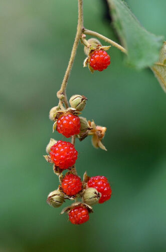 Thumbnail: Native Raspberry