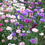 Thumbnail: Cornflower - Dwarf Polka Dot Mix seeds