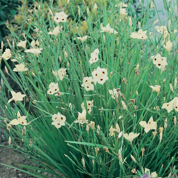 Thumbnail: Peacock Flower